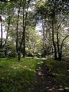 Shady Walks